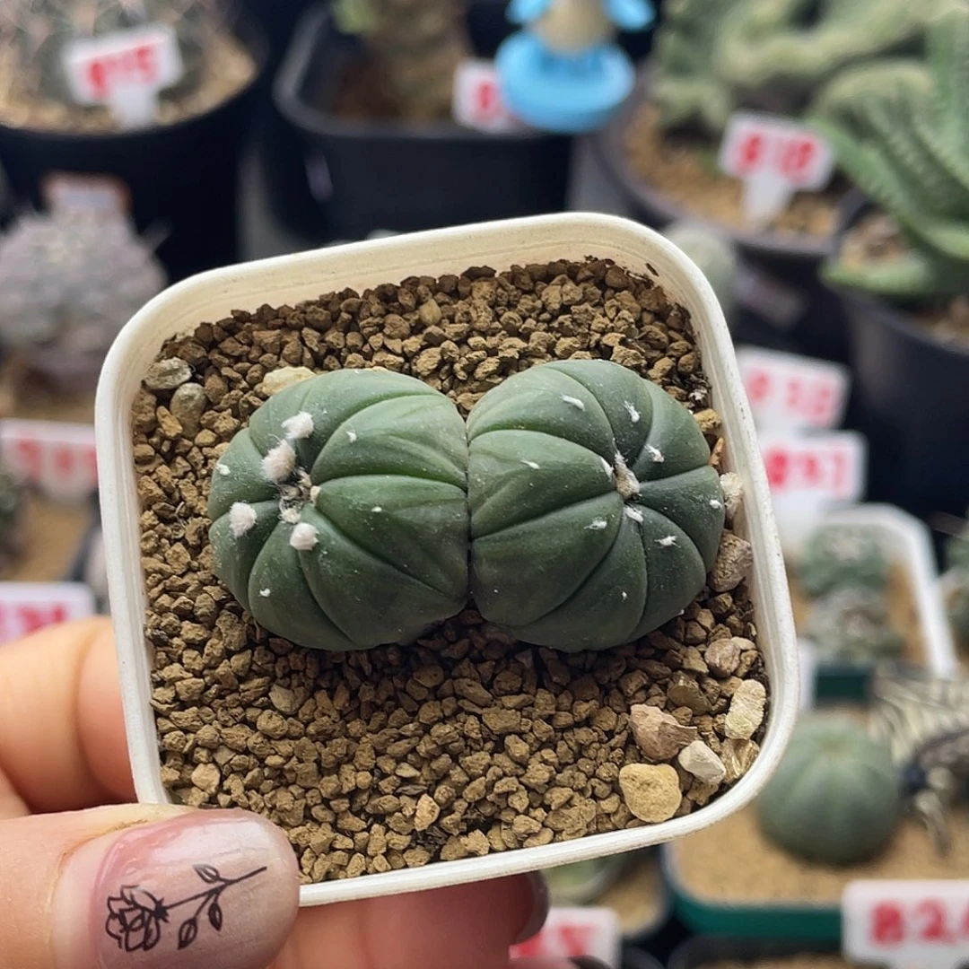 实生双头紫纹兜仙人球