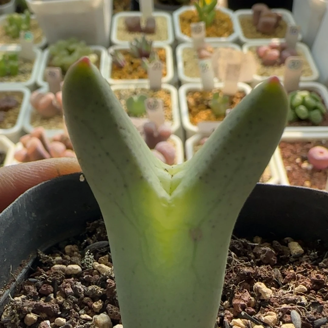 【闪购商品】1153嘟嘟嘴皮卡丘当天28包邮非偏远