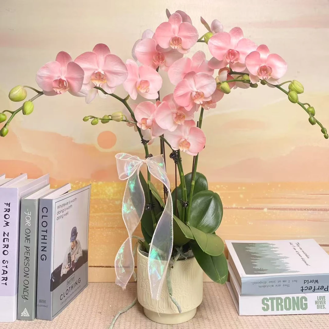 大水蜜桃 蝴蝶兰 特殊工艺 欧品马卡龙 粉色系 蝴蝶兰 真花