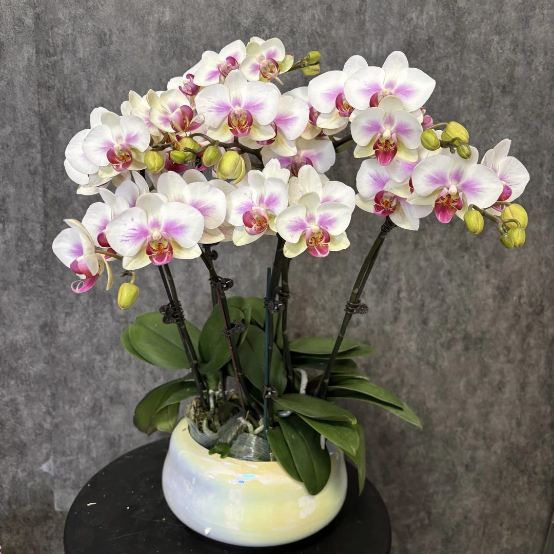 【雪媚娘-蝴蝶兰 】 鲜花绿植  好养花期长  室内观赏花 送人送礼