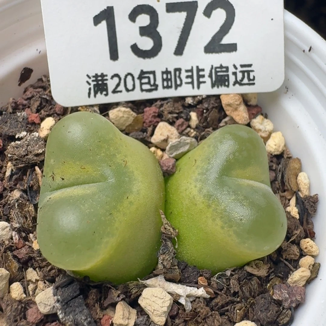 带盆土