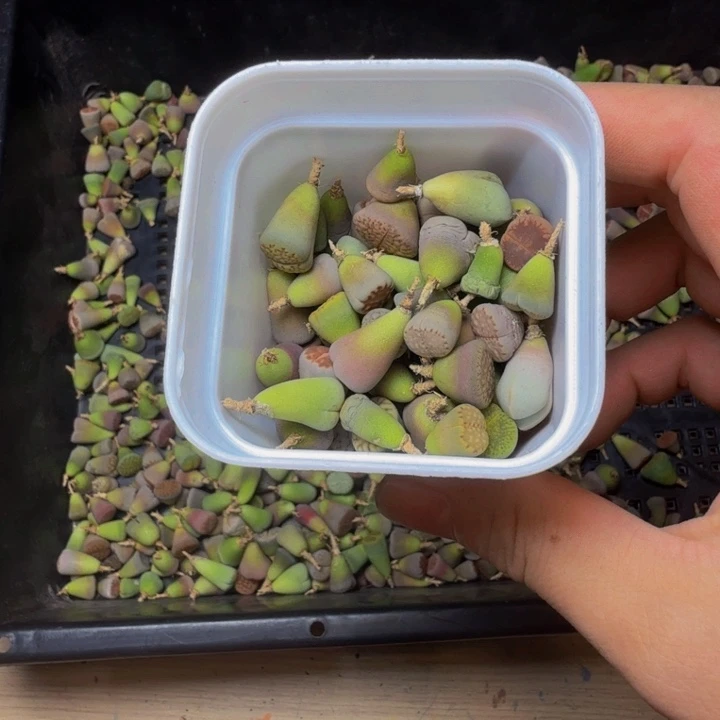 修***字多肉植物的生长发育108