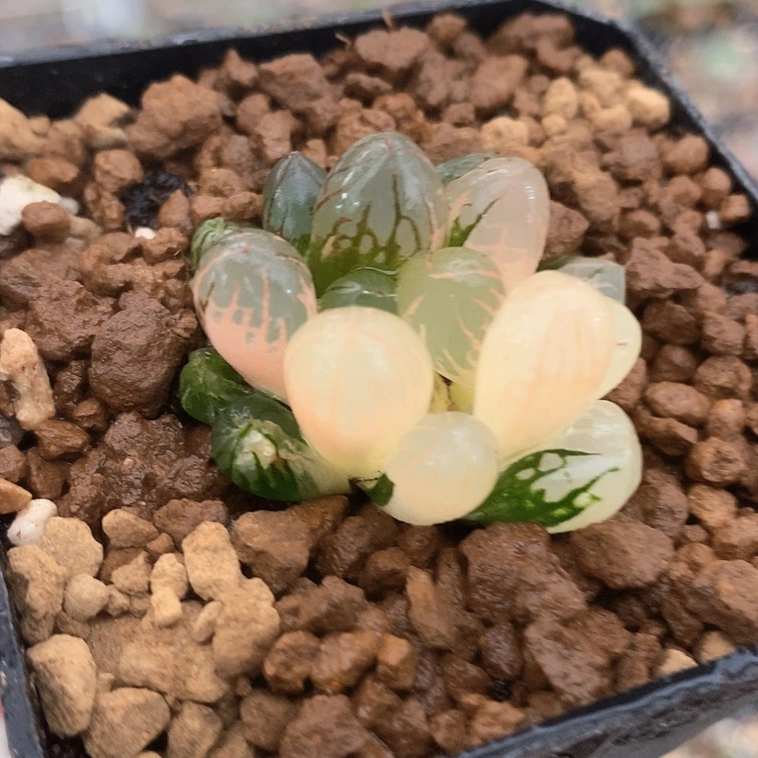 红陶灵犀玉露锦一物一