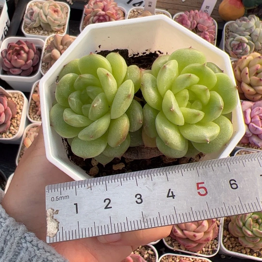 肉**?043 多肉植物组合