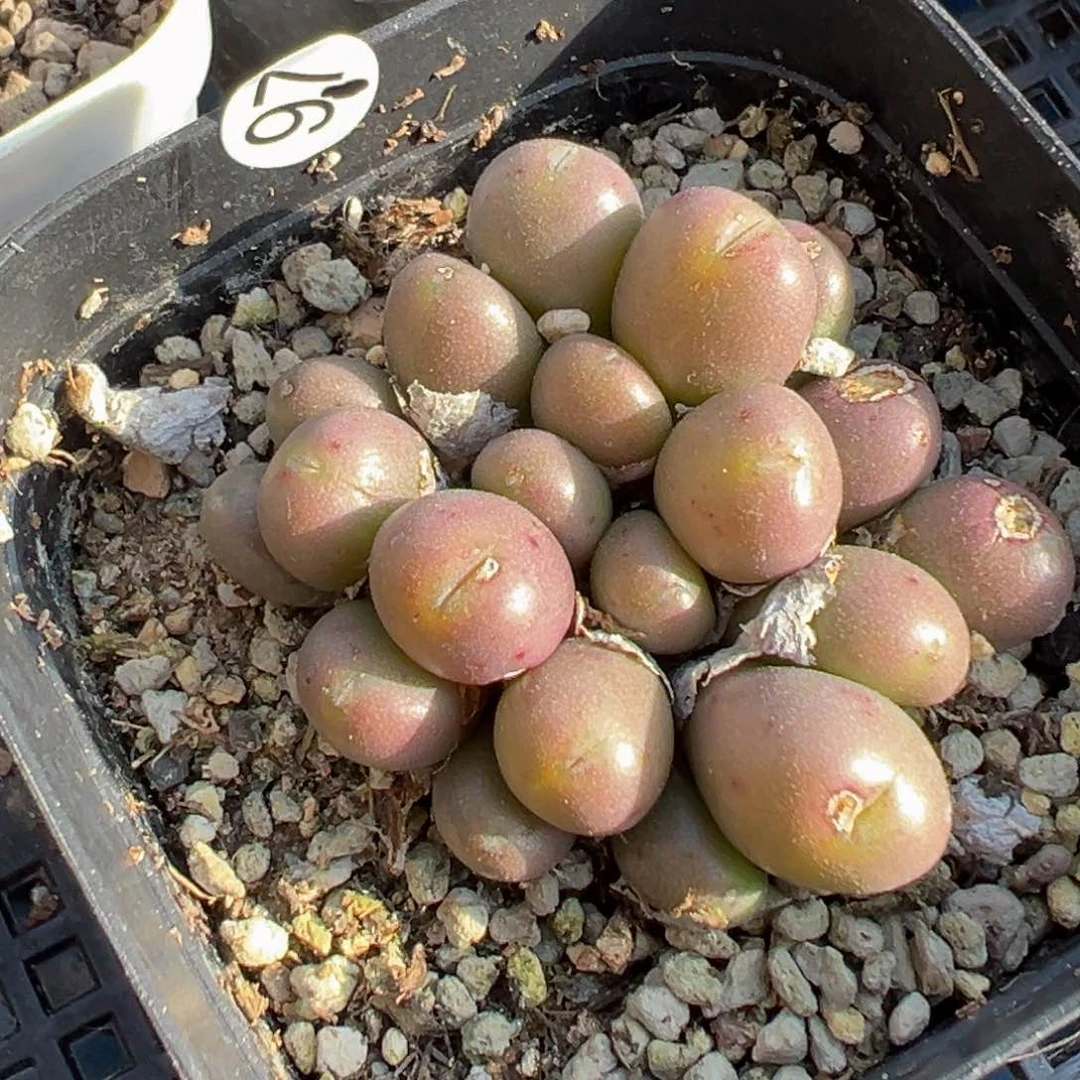 多肉植物1111111111111