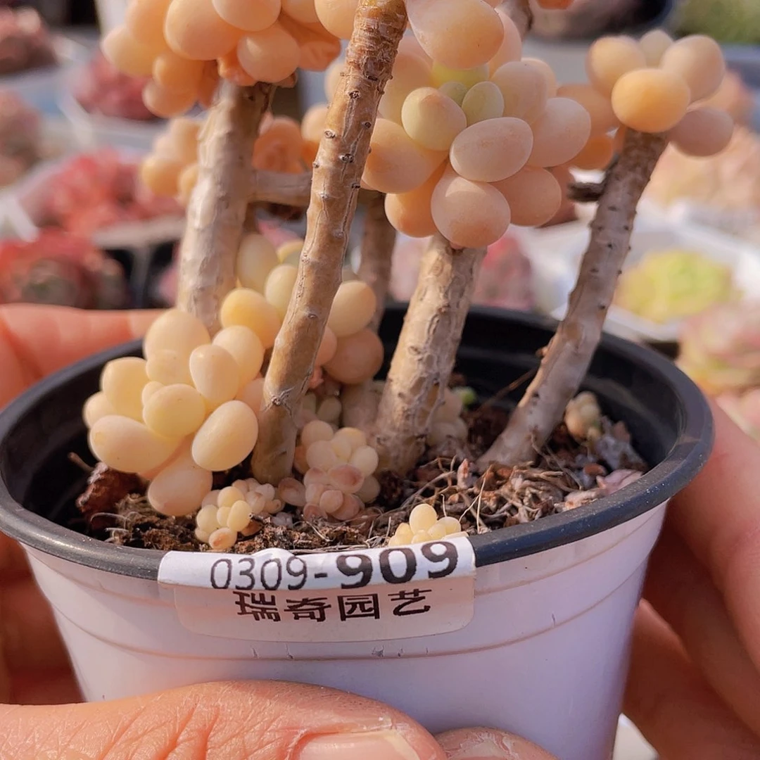 00 0000000000909量拍