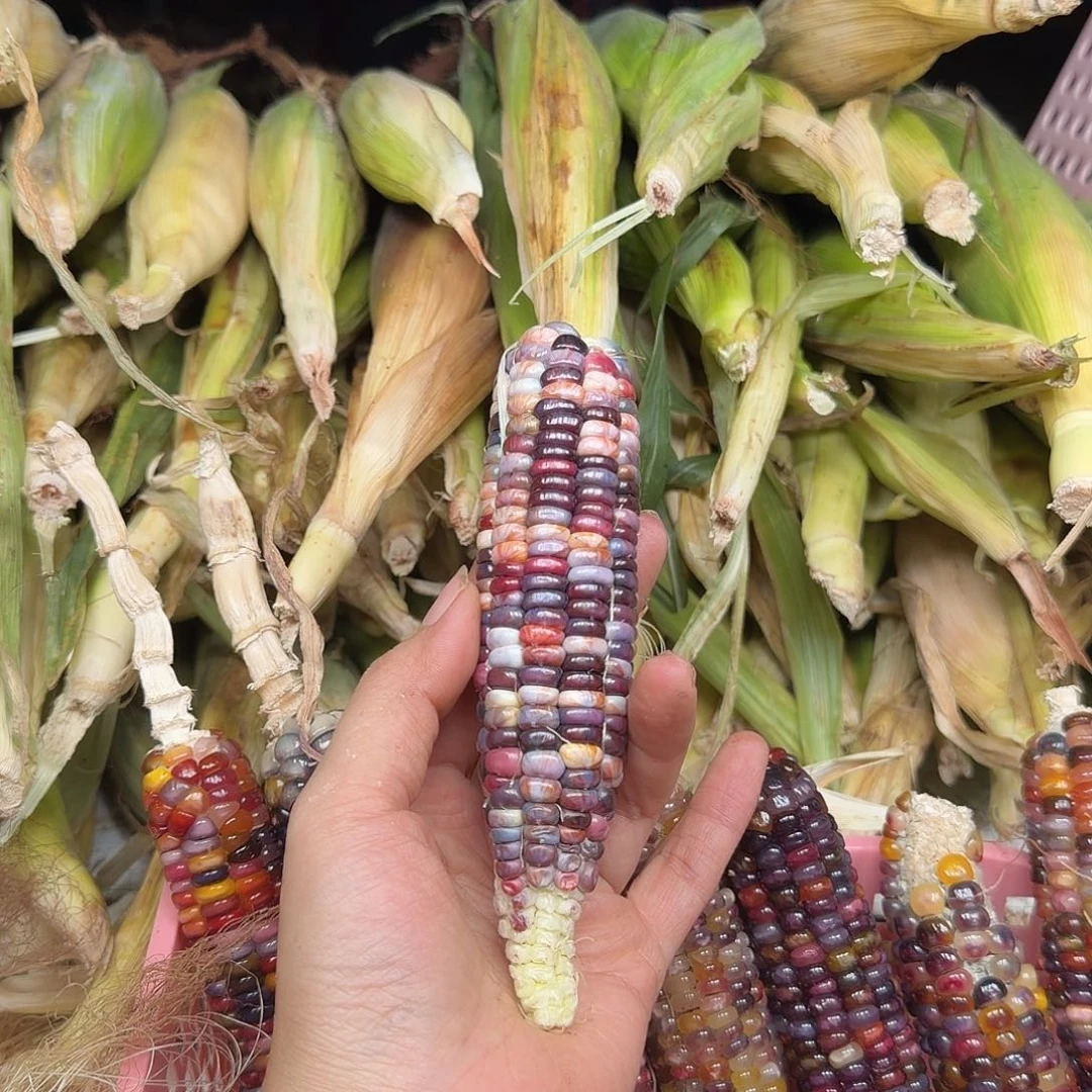 摇***牛柏香籽/百香籽吊坠