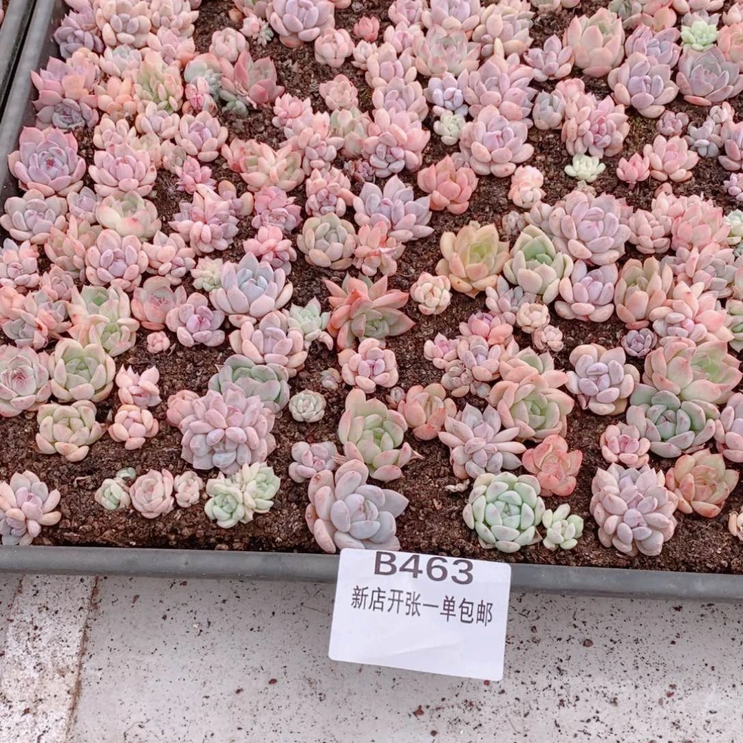 多肉植物精品切糕框B463