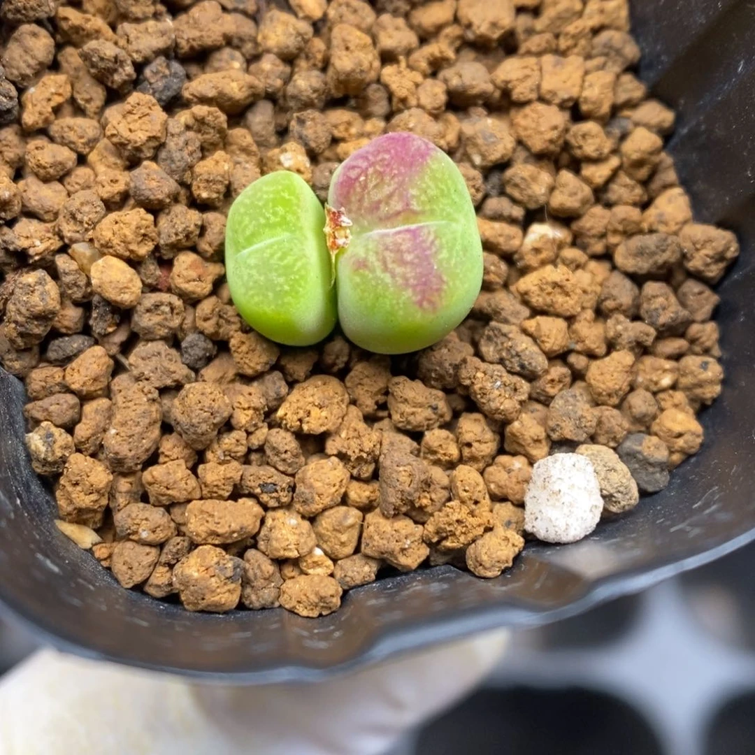 多肉植物肉锥杂交K-3901