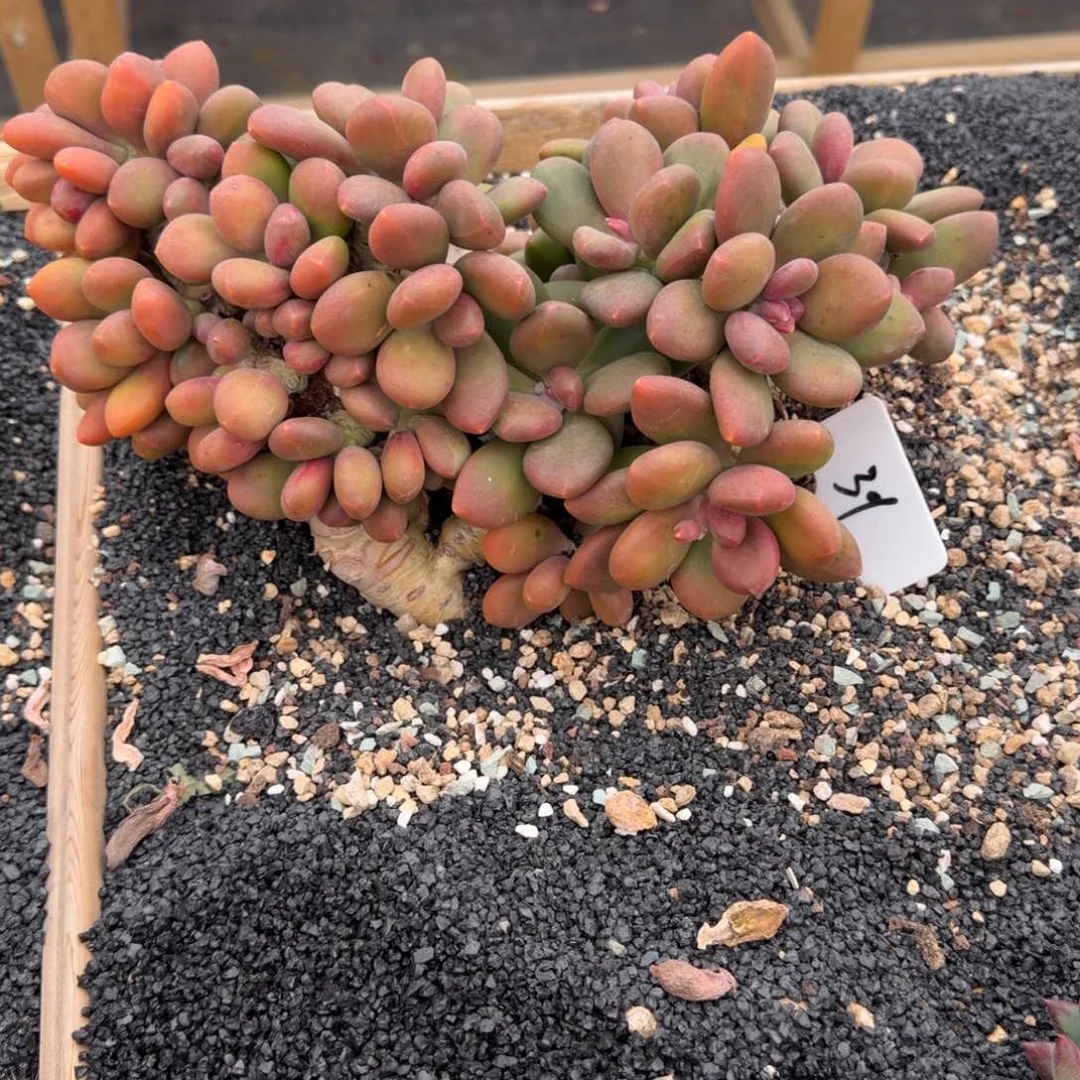 趴***你一物一拍精控芒果奶39