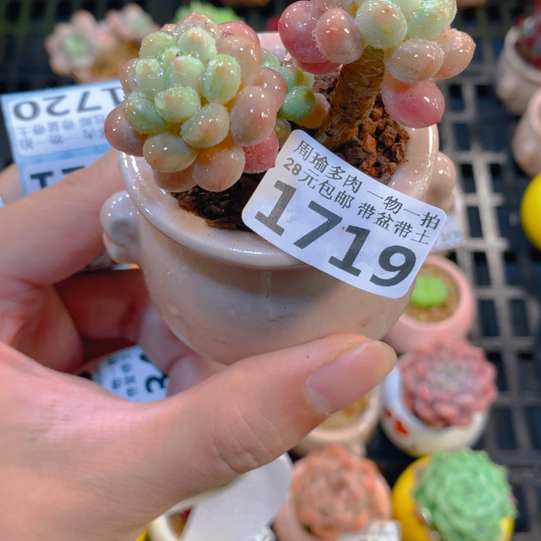 5厘米盆精控多肉1719