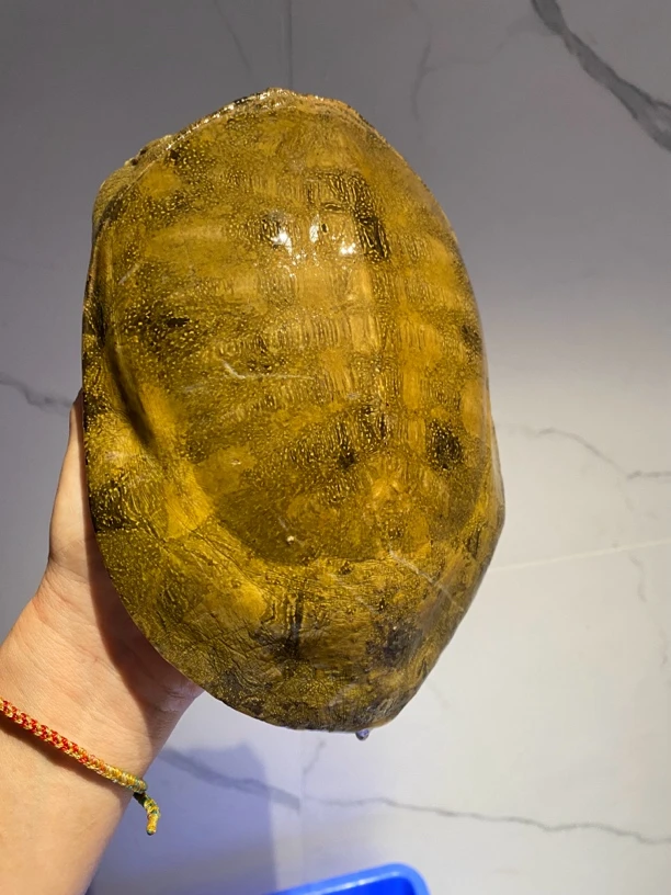 佑橙水产甲鱼高品质溪流