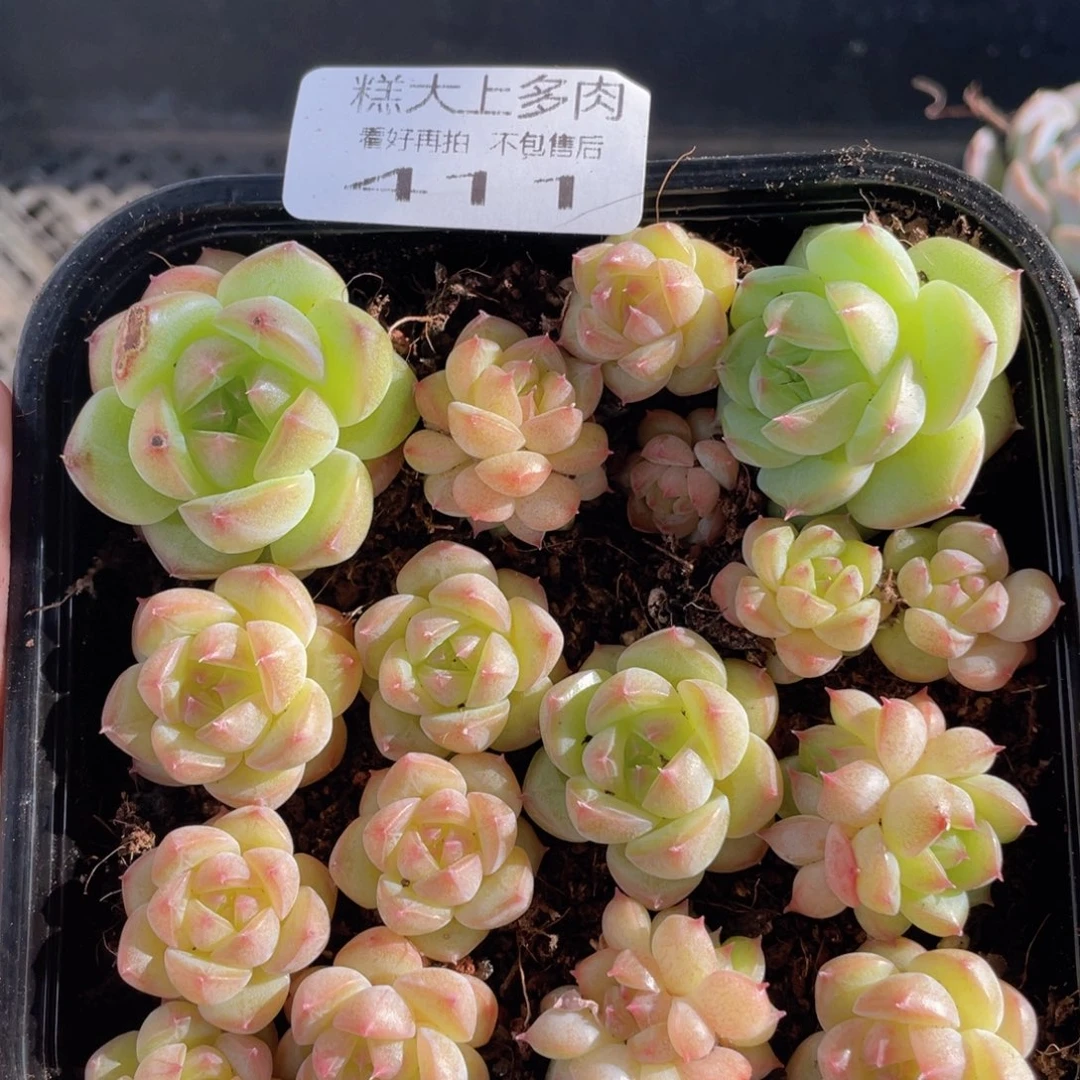 糕大上多肉植物411
