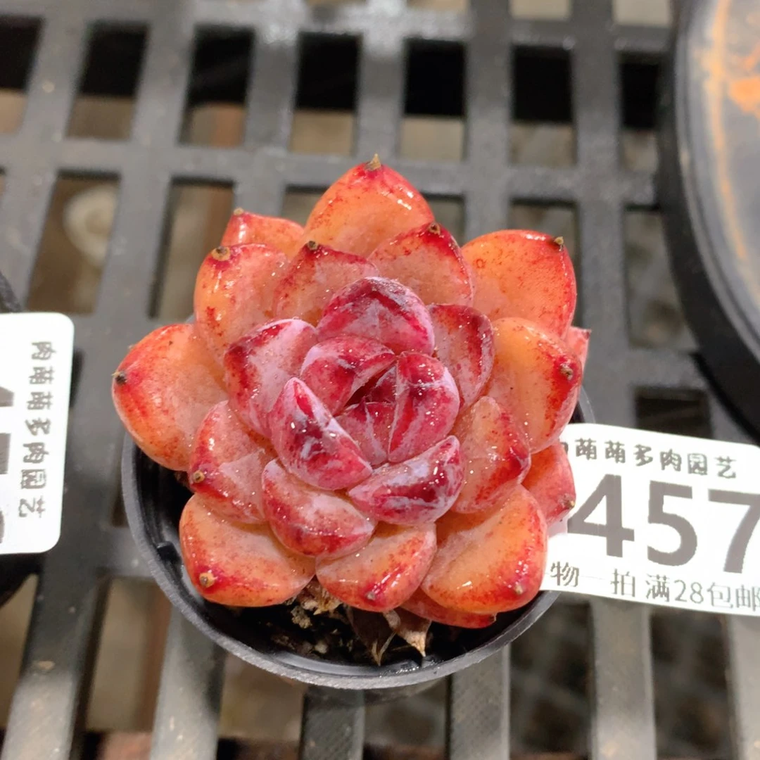 肉萌萌拇指盆精控多肉ZE457