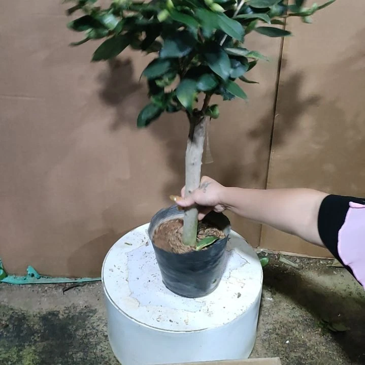 713锦边可娜，原盆原土发货，不包邮。