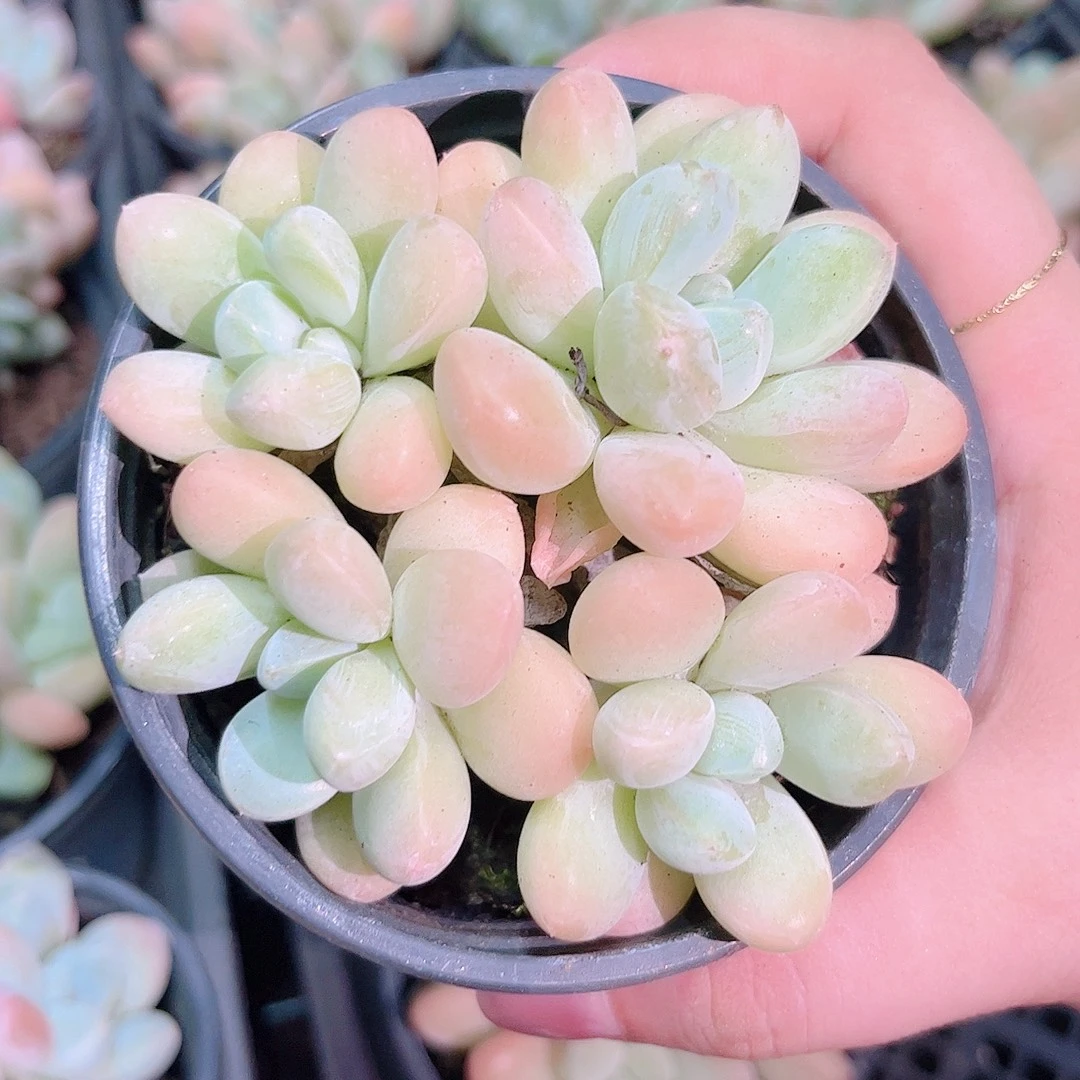 多肉植物香玉量拍