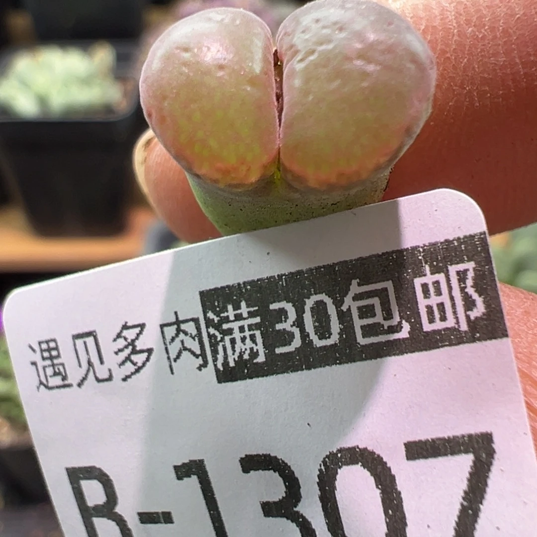 多肉植物1111111111111