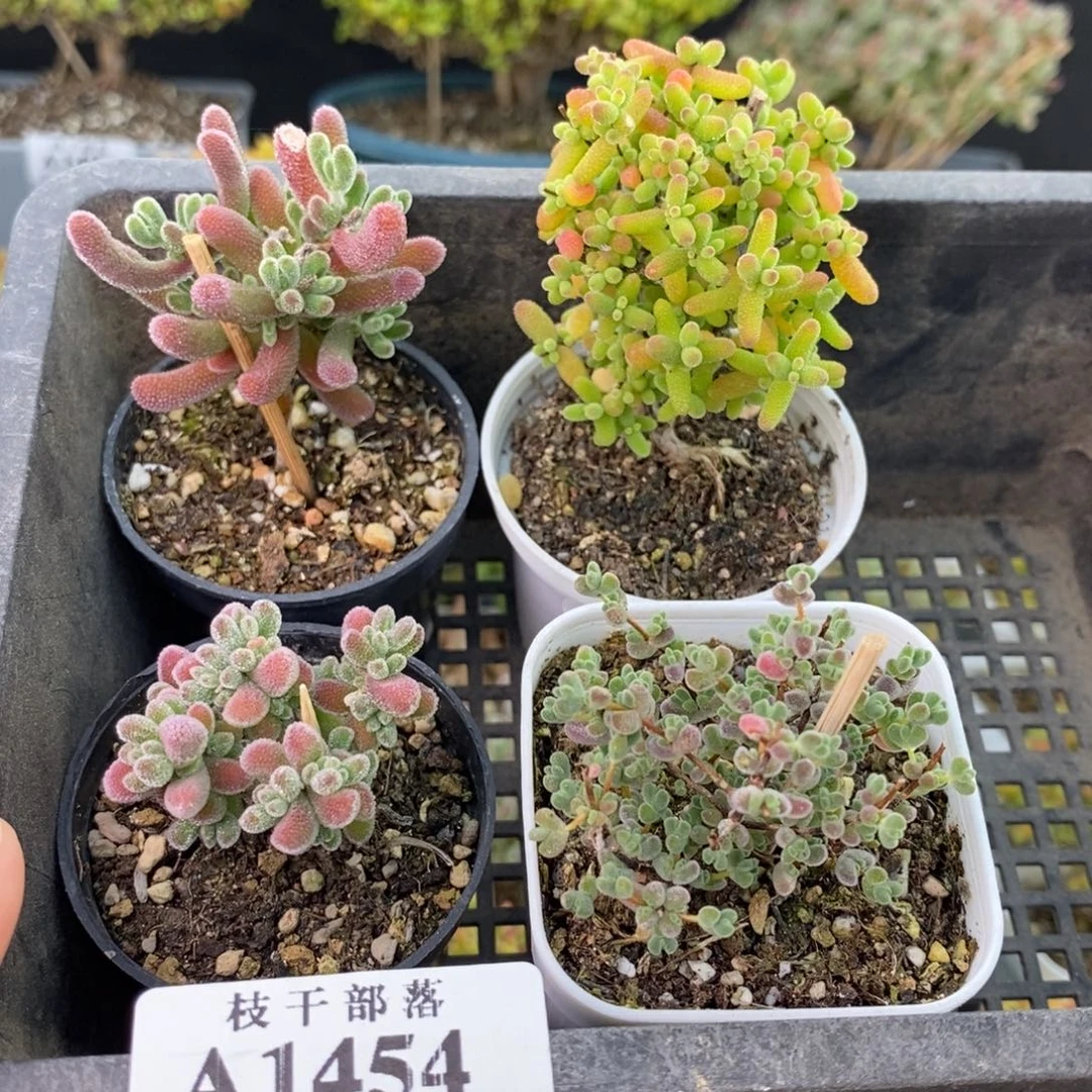 1454福利套餐 。