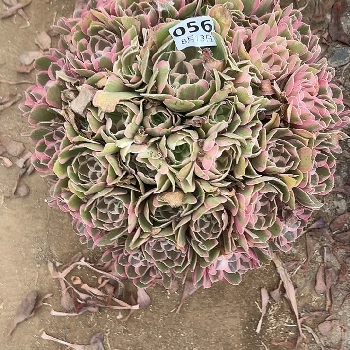 8.13-56男神多肉植物5