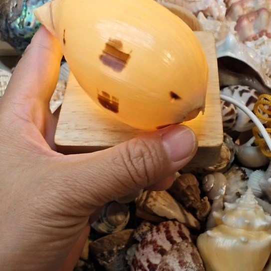 石材天然海螺贝壳