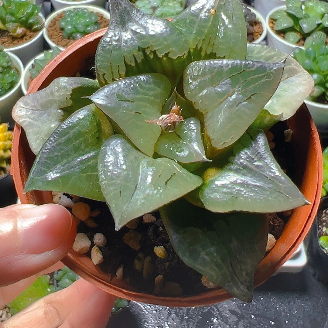 啊寒湖母本玉露多肉多肉