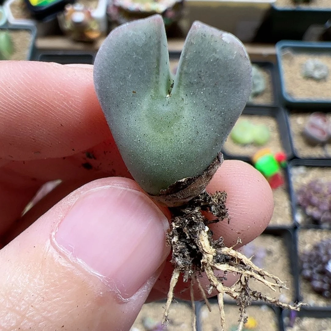 【闪购商品】105 秒