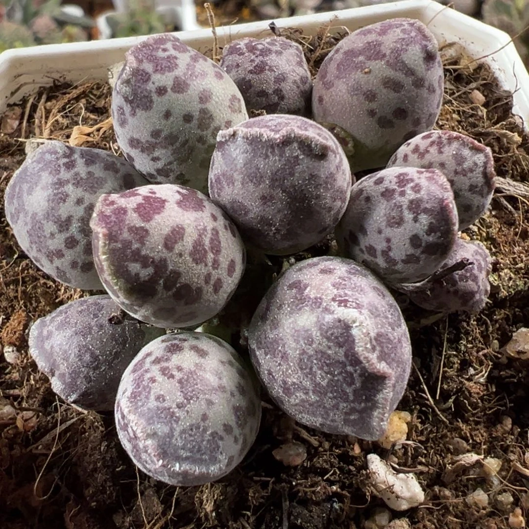 达摩海豹多头纯木质桩多肉植物