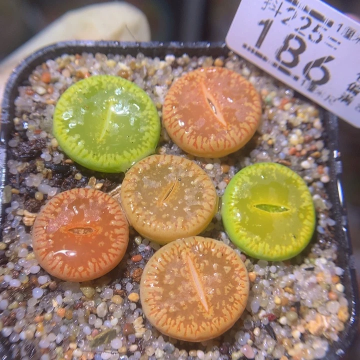 精品生石花225.186