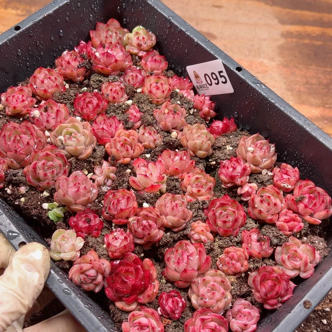 吃****姐多肉植物多肉植物