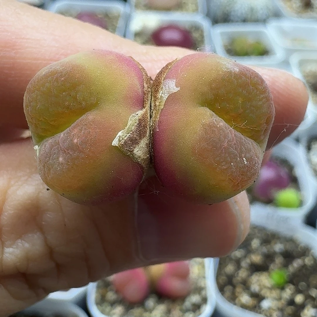 老马生石花双头o泡3117