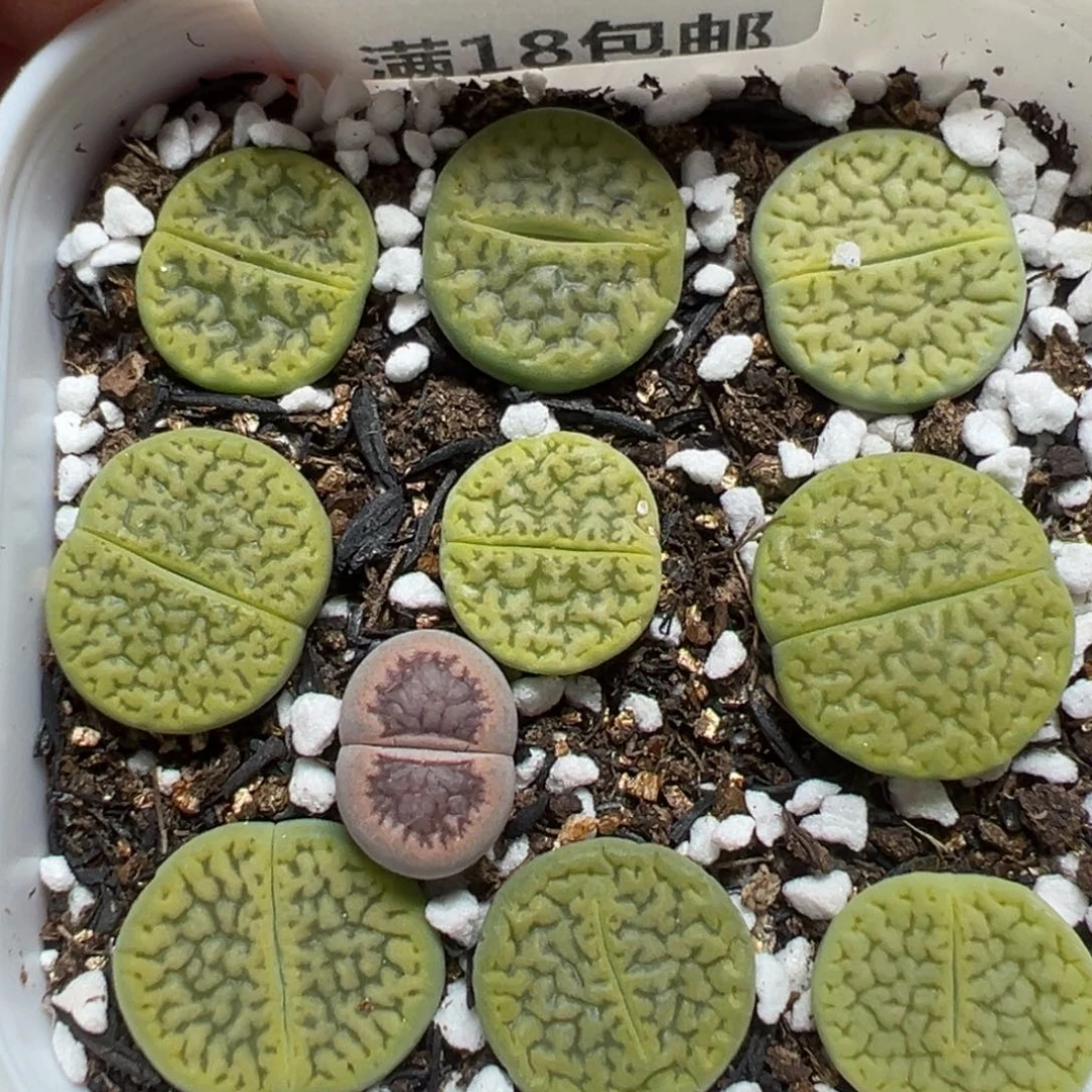 【闪购商品】133……