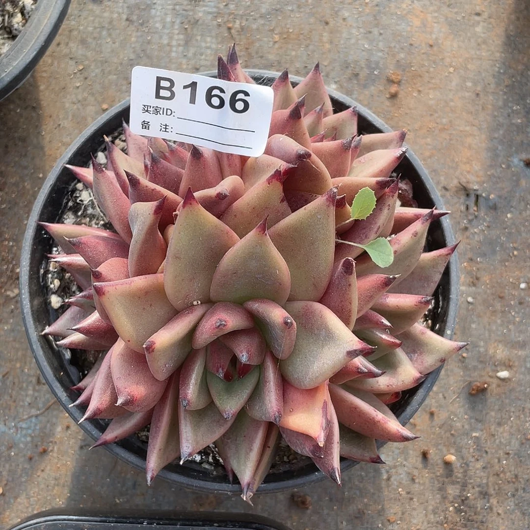 若如东云单拍B166