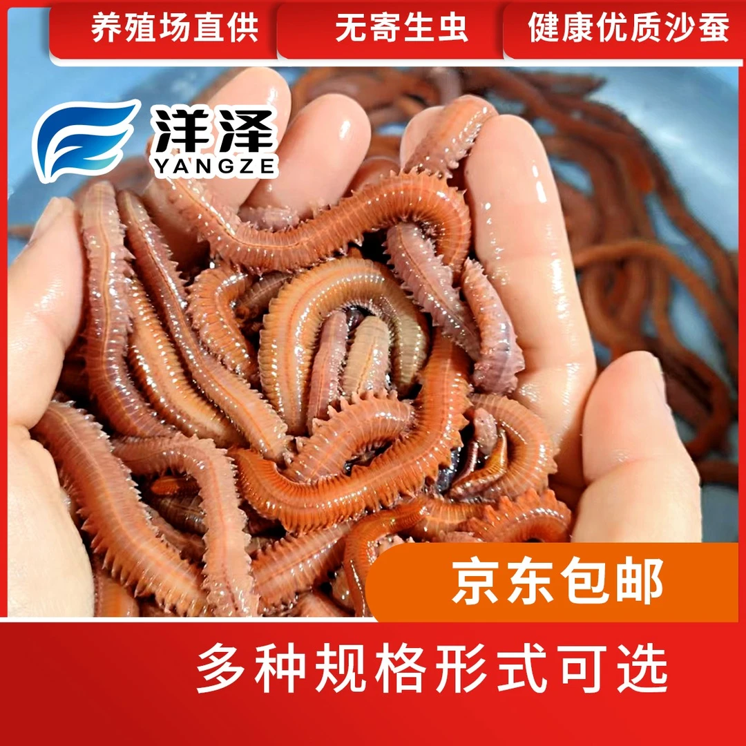 养殖场鲜活沙蚕活体饵料饲料喂鱼喂龟喂蟹喂宠物鱼水族鱼包活包邮