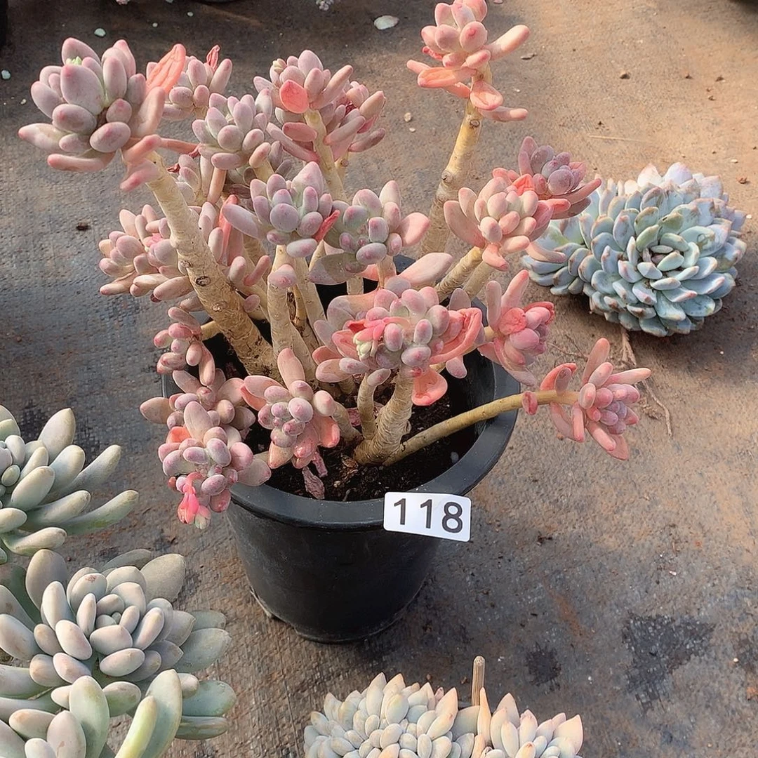 118 一物一拍多肉