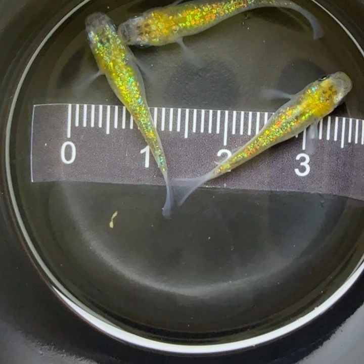 青鳉鱼猫饭星光40号