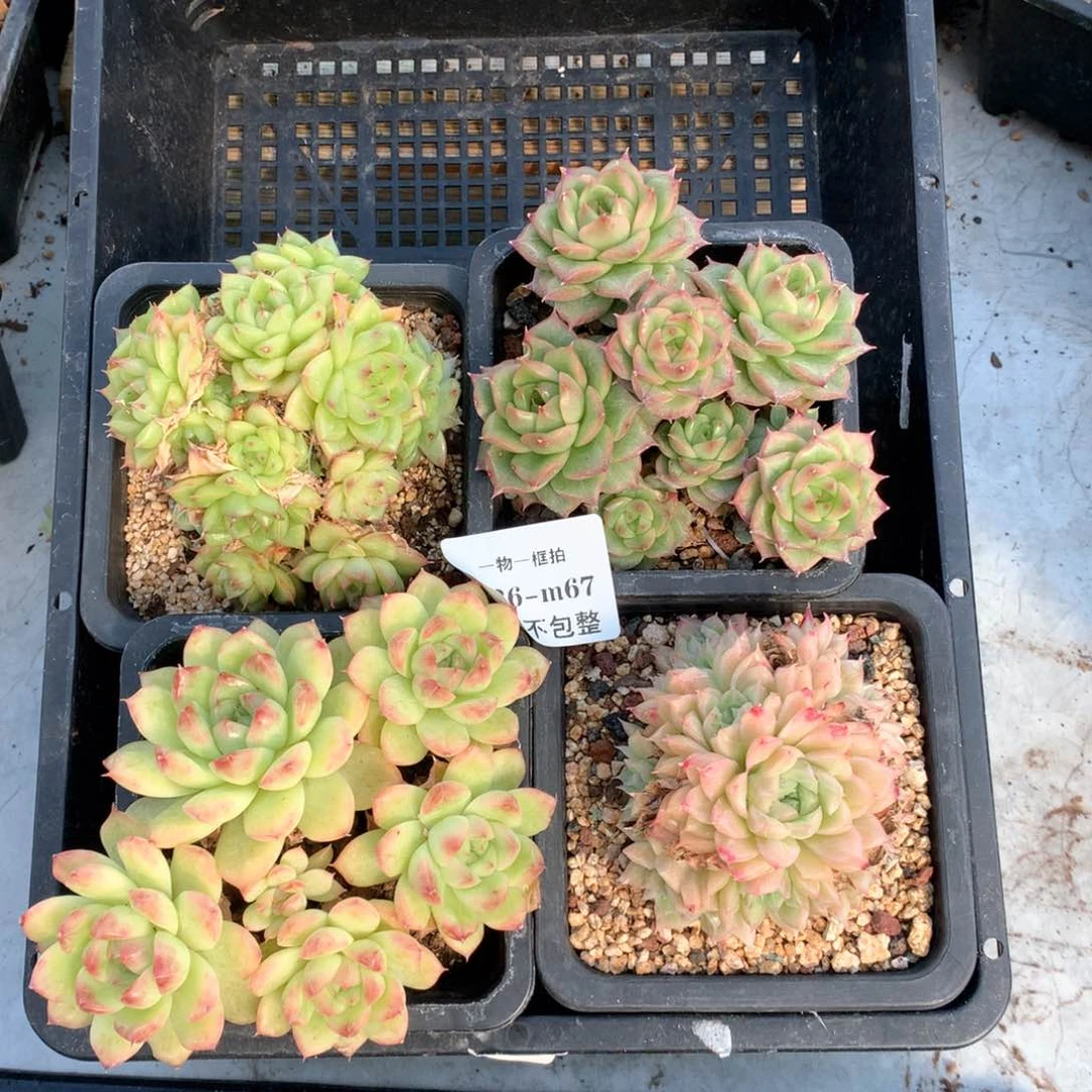 双11预热 4颗组合 1026-m67