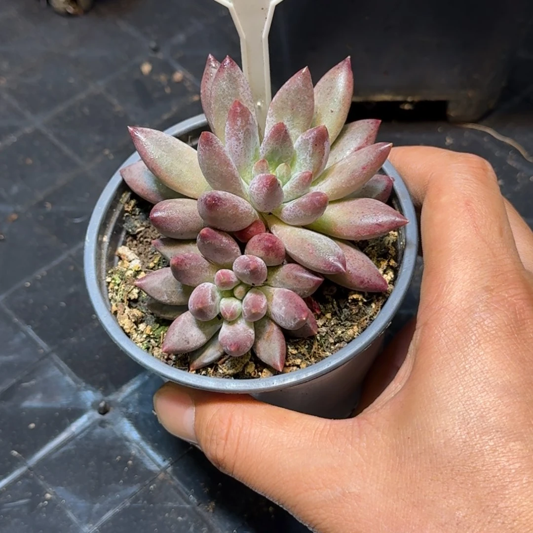 多肉植物虞美人648