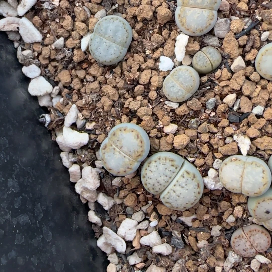 20金边饼干可挑大棚直播