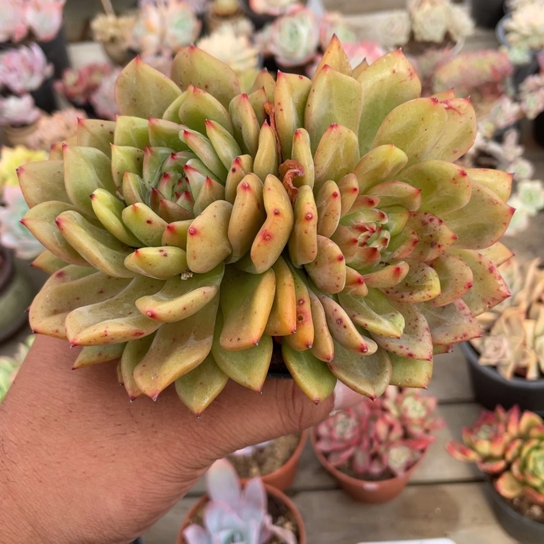 2004  安可  六月六