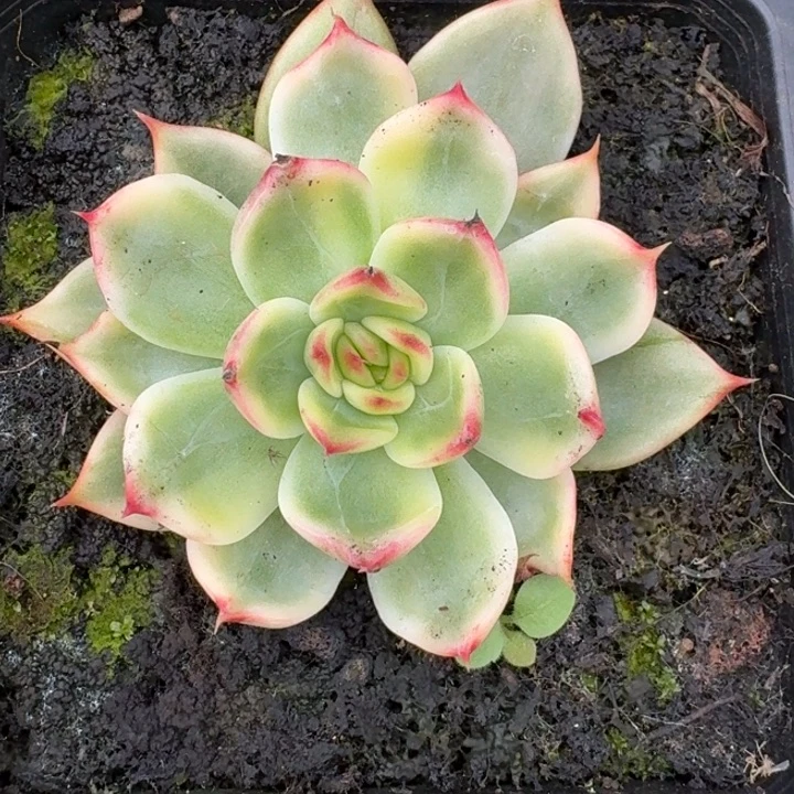 桃花一物一拍好看