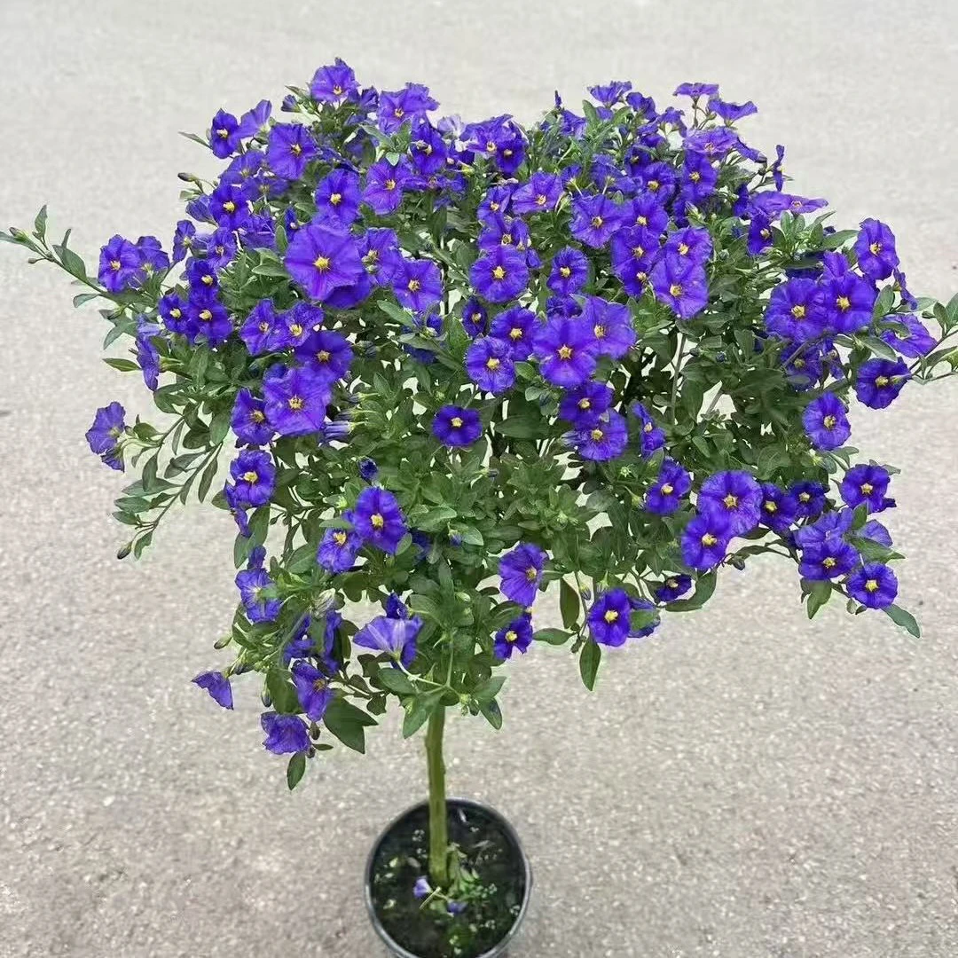 【蓝茄花棒棒糖】花期长多年生盆栽耐热好养适合室外庭院开花绿植
