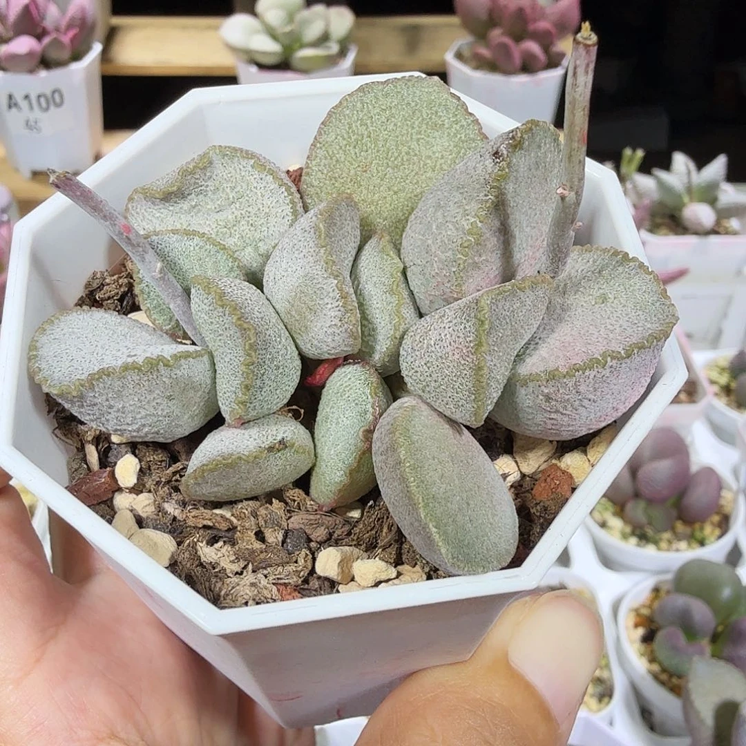 900号水泡多肉植物