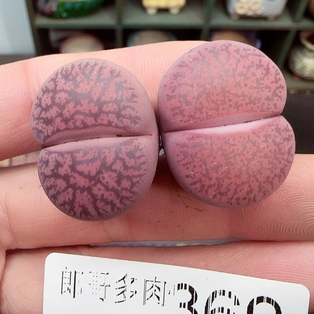 满满18包邮1118-369