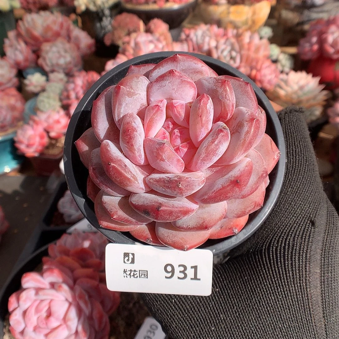 931粉星影多肉植物6666