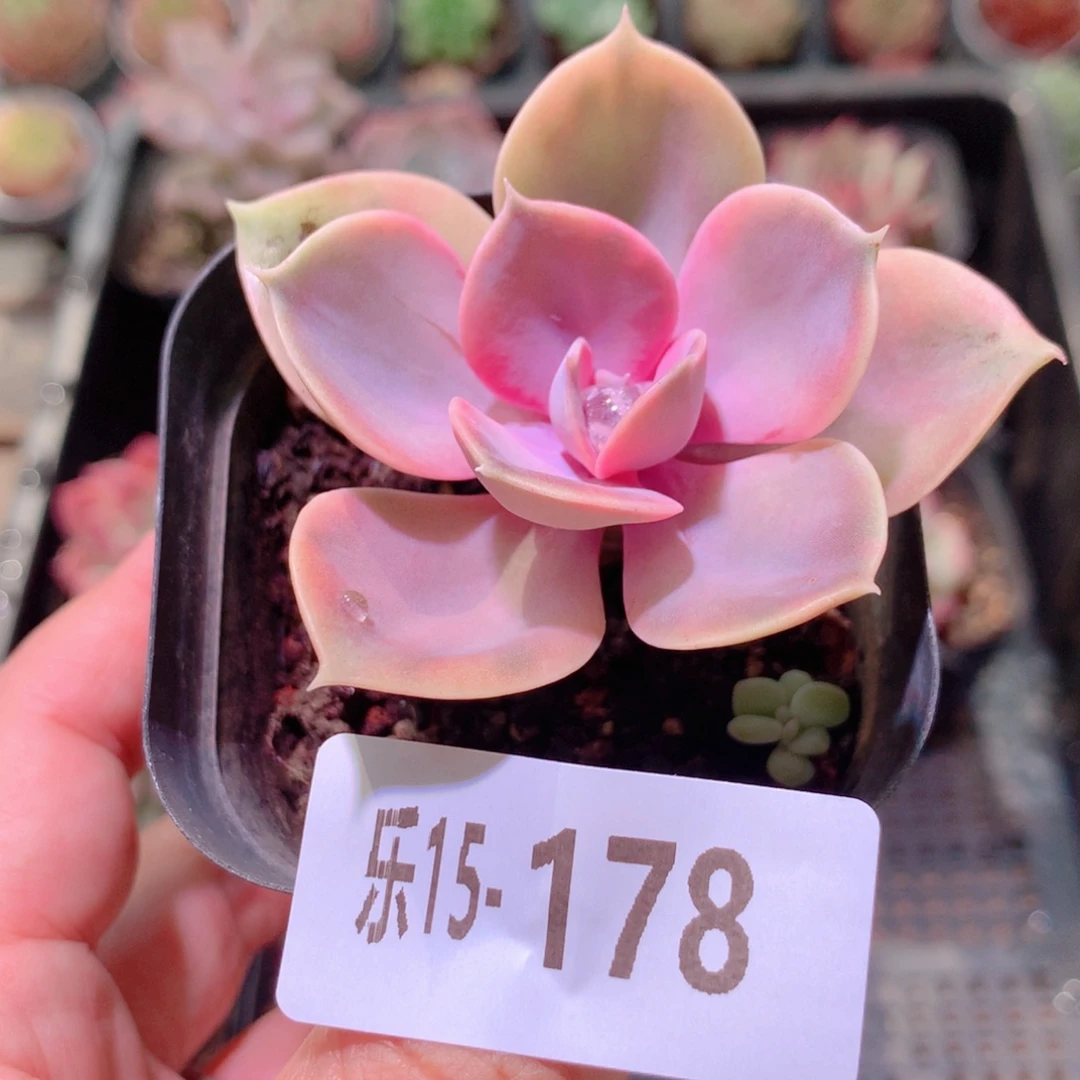 乐然15-178 彩虹单头