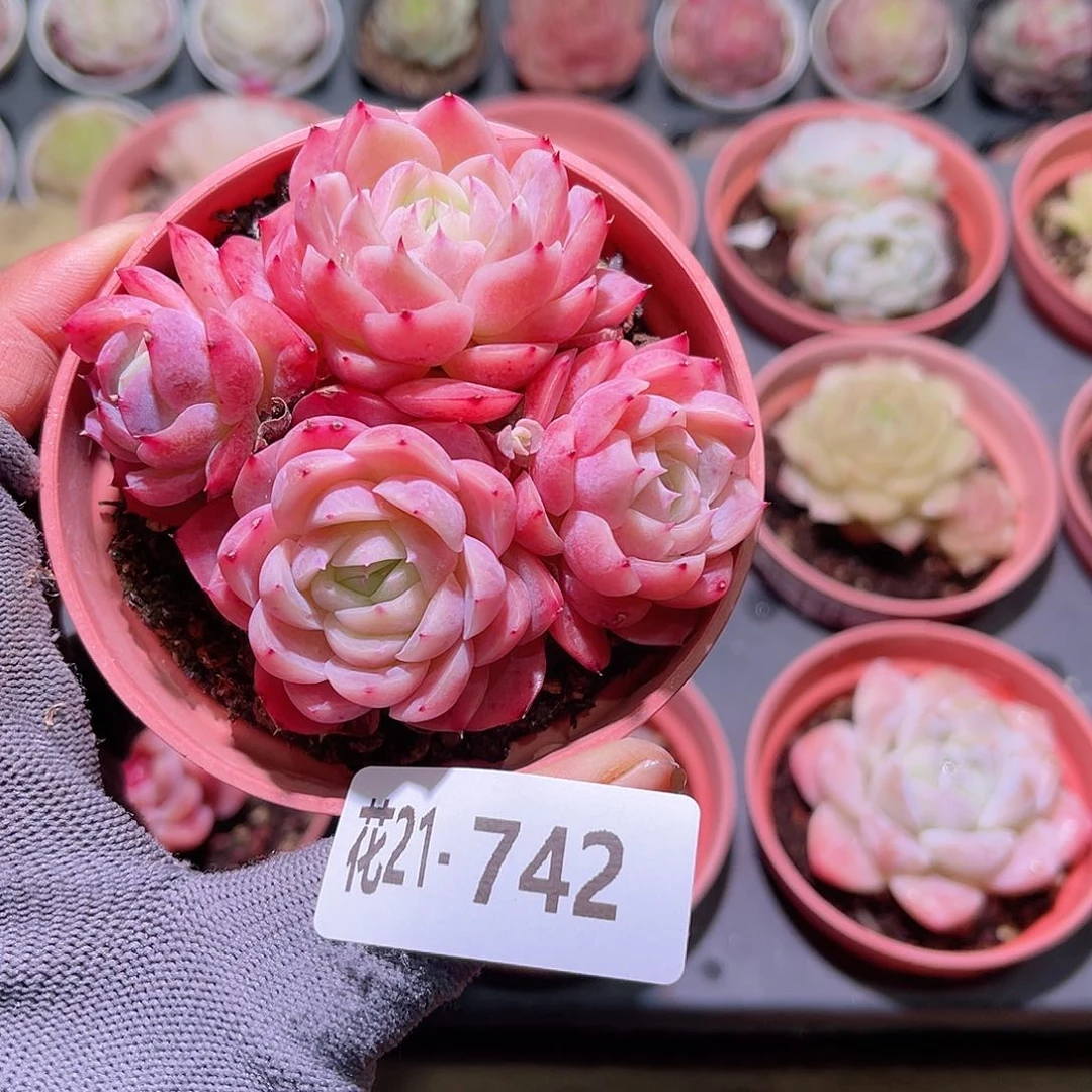 花21-742孤星群生