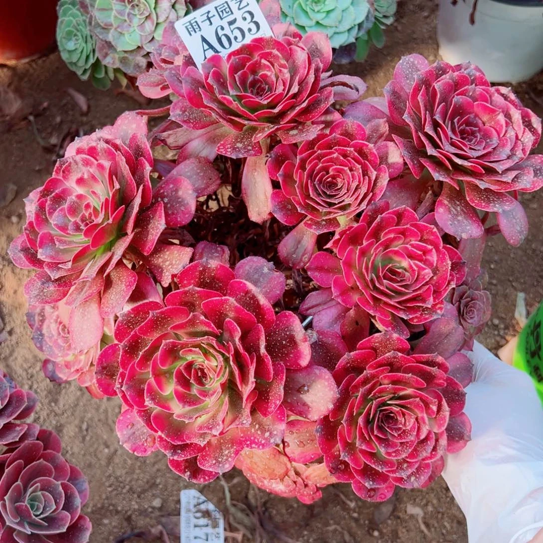 653美姬尺寸25左右断枝特价