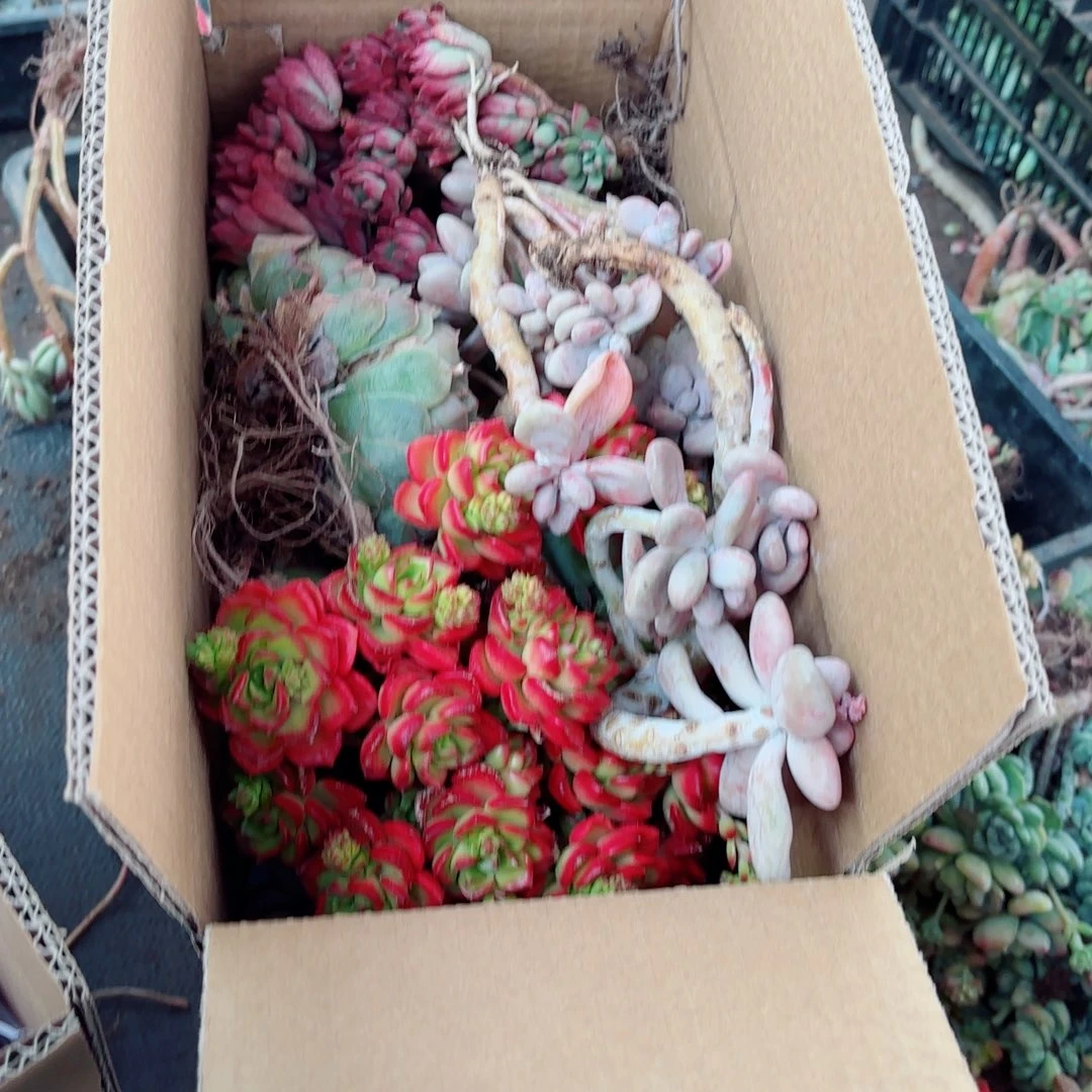 张**?杂花瑕疵断头优惠处理不售后16