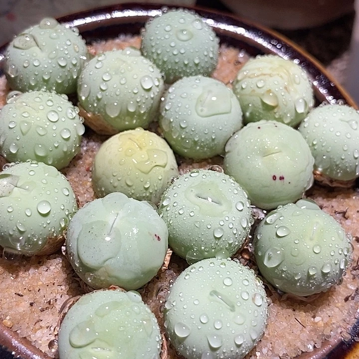 鸽子蛋母本一颗