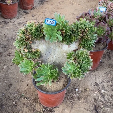 原始绿缀一物一拍